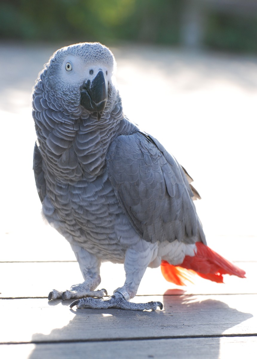 Ponto Turístico Currumbin Wildlife Sanctuary em Gold Coast