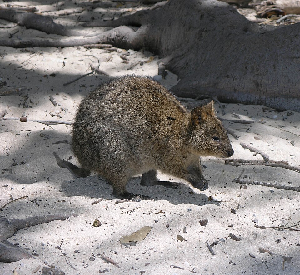 Ponto Turístico Rottnest Island em Perth