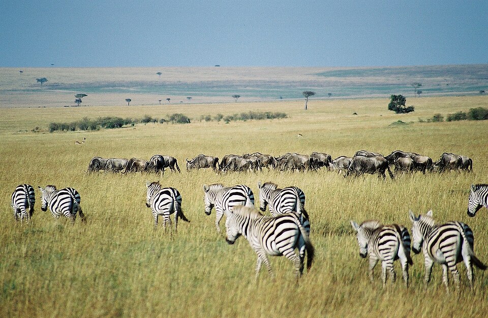 Ponto Turístico Grande Migração (Rio Mara) em Maasai Mara