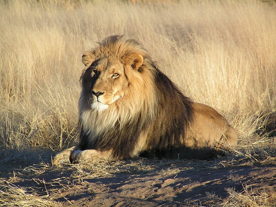 Ponto Turístico Observação dos Big Five em Maasai Mara