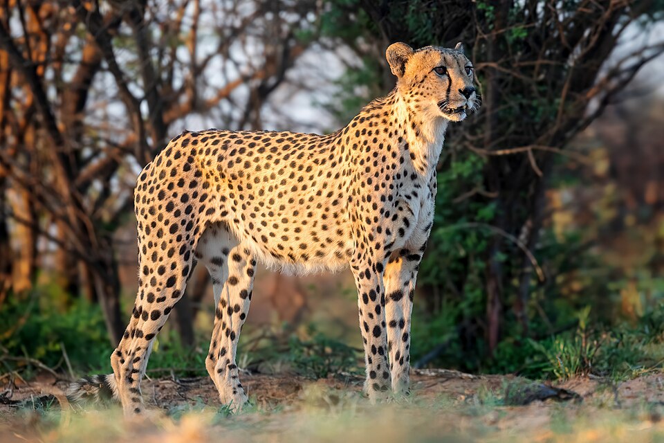 Ponto Turístico Museu de História Natural em Arusha (Serengeti/Ngorongoro)