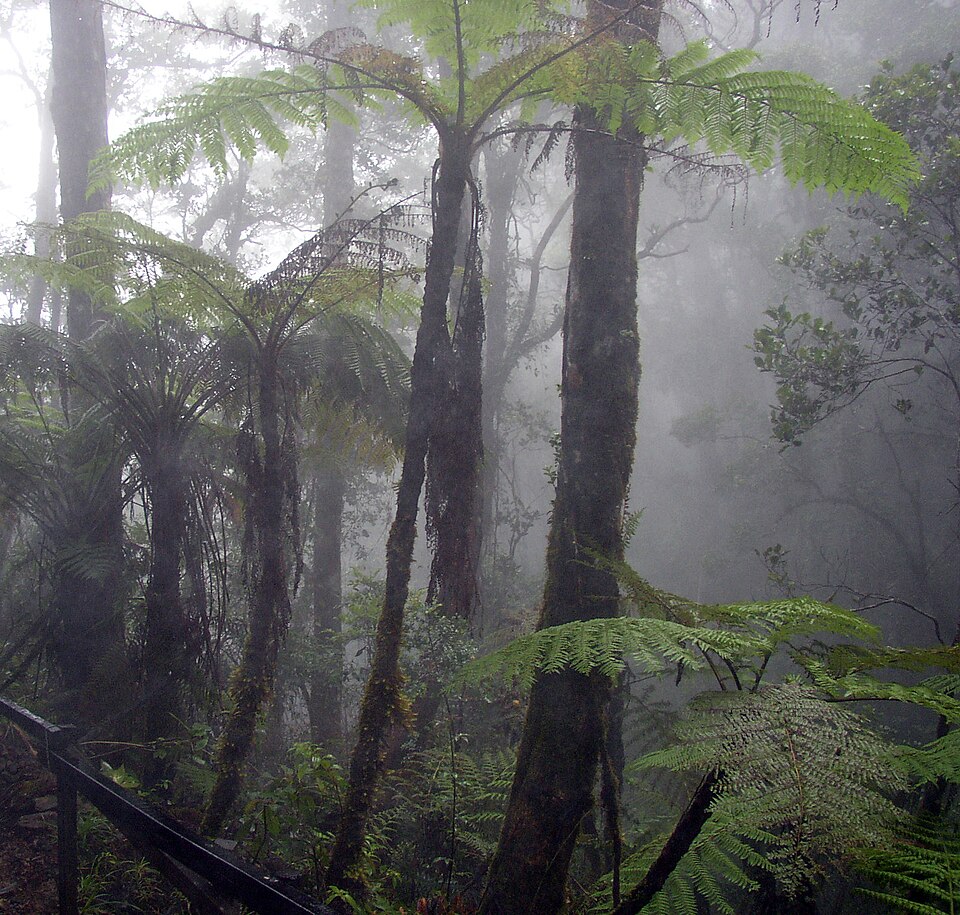 Ponto Turístico Santa Elena Cloud Forest em Monteverde