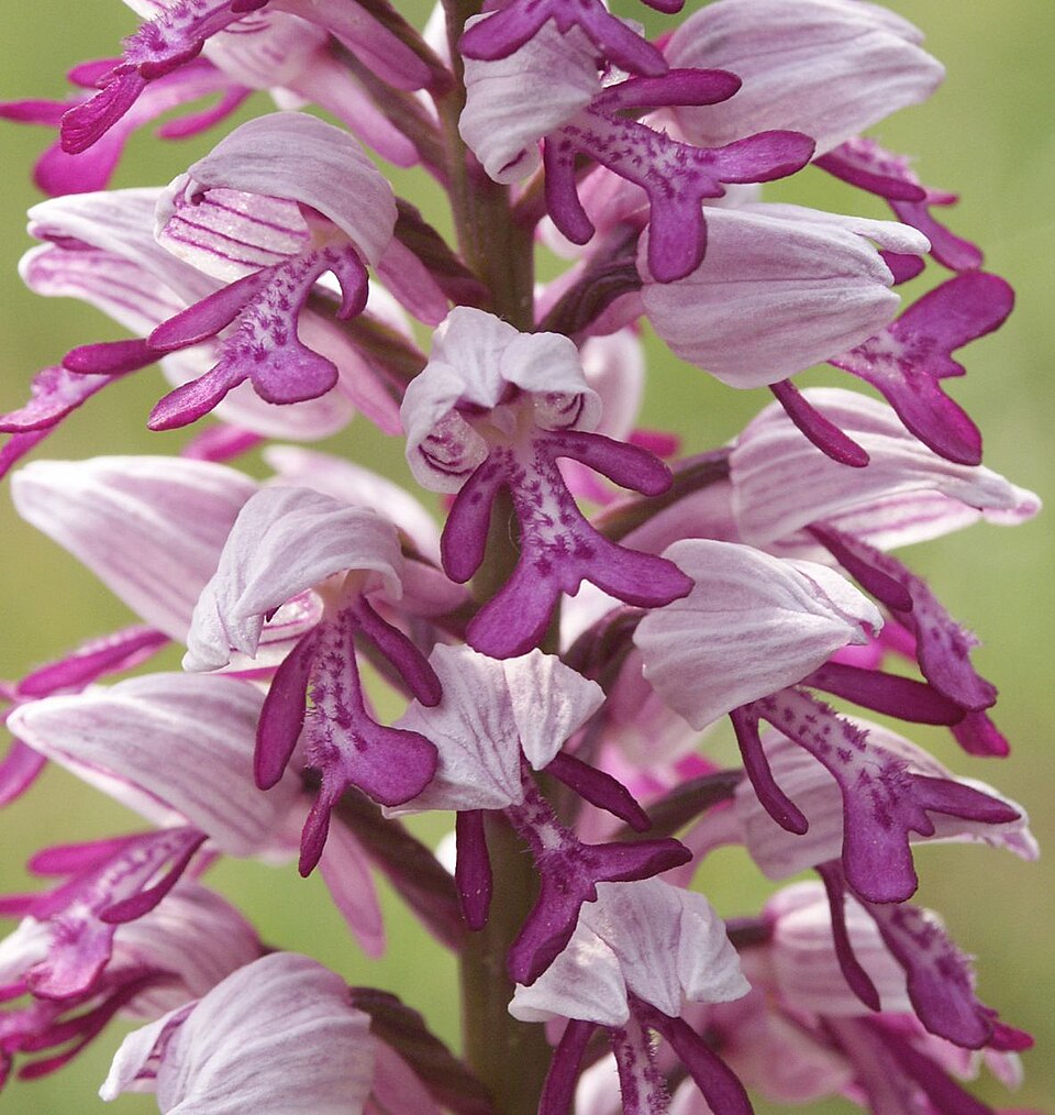 Ponto Turístico Orchid Garden em Monteverde