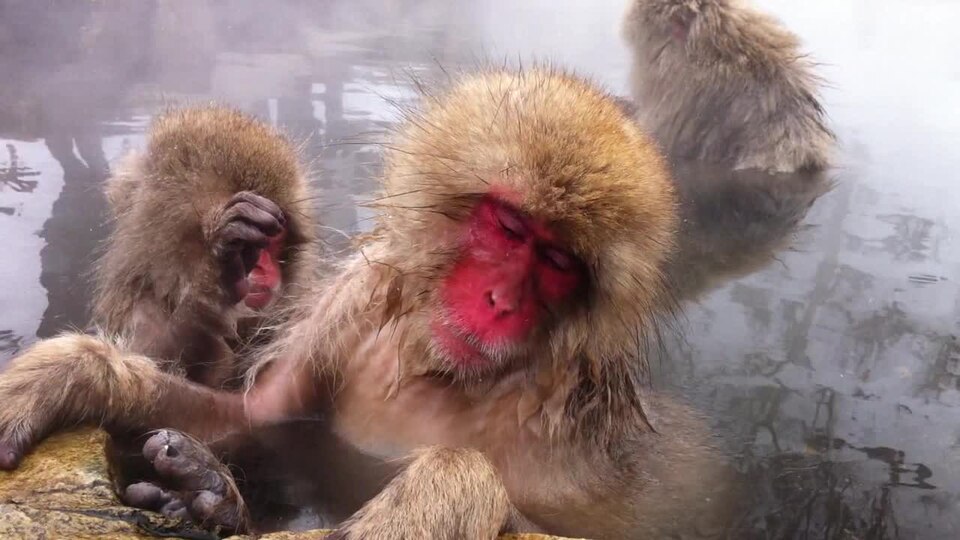 Ponto Turístico Monkey Park em Tamarindo