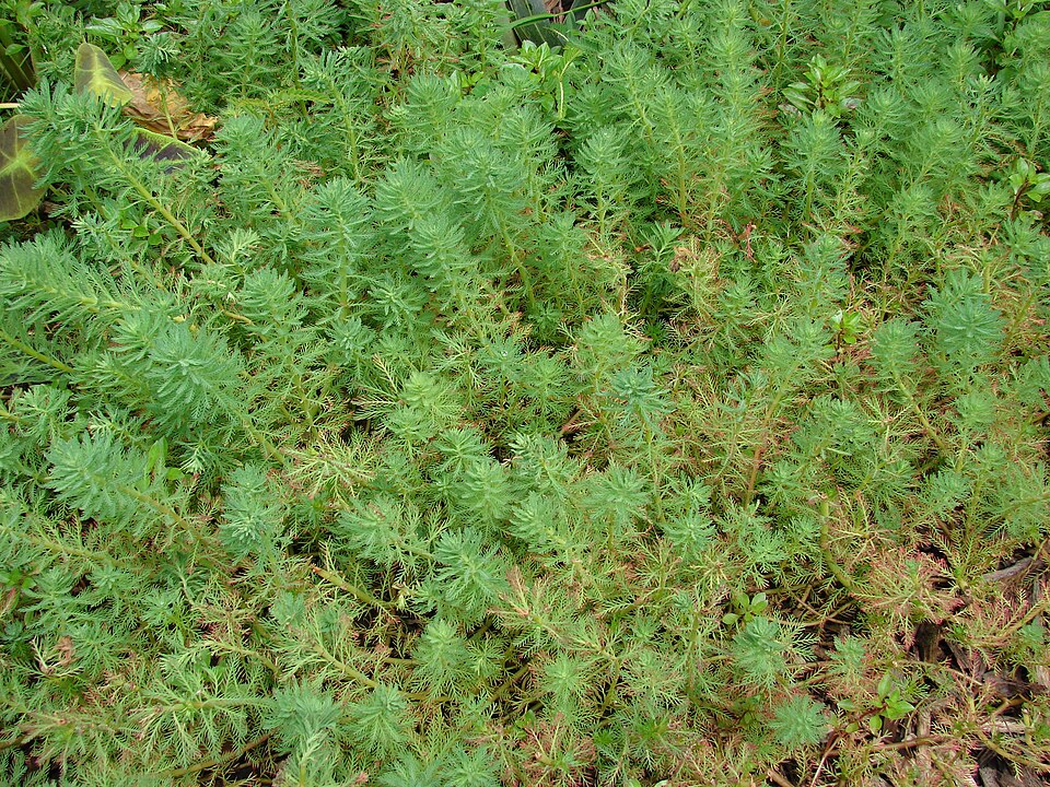 Ponto Turístico Termas de Aquaticum (Nagyerdő Spa) em Debrecen