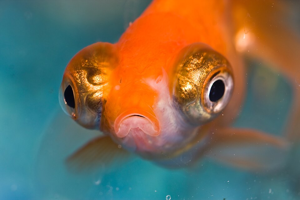 Ponto Turístico Aquário de Bristol (Bristol Aquarium) em Bristol