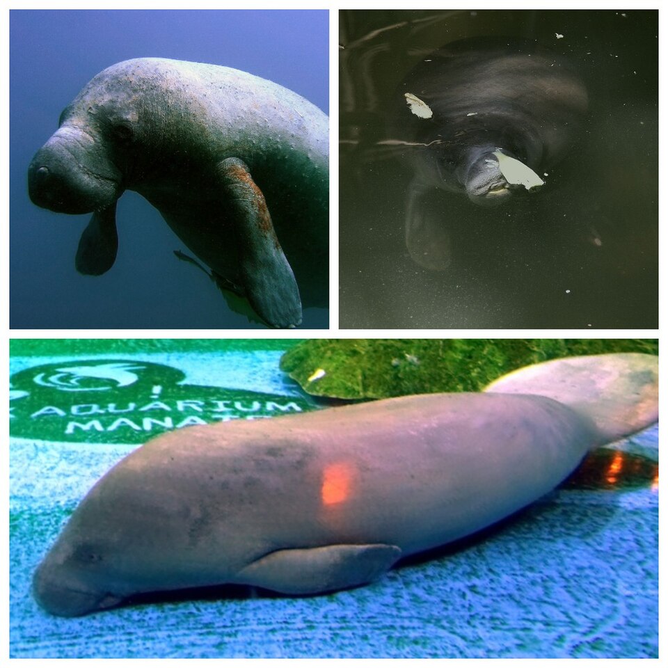 Ponto Turístico Centro de Resgate de Peixes-Boi (ACOBIA - Manatees) em Iquitos